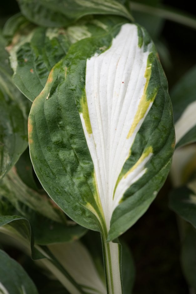 plantain lily 'Vulcan'