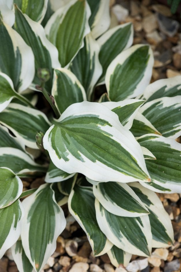 plantain lily 'Little Wonder'