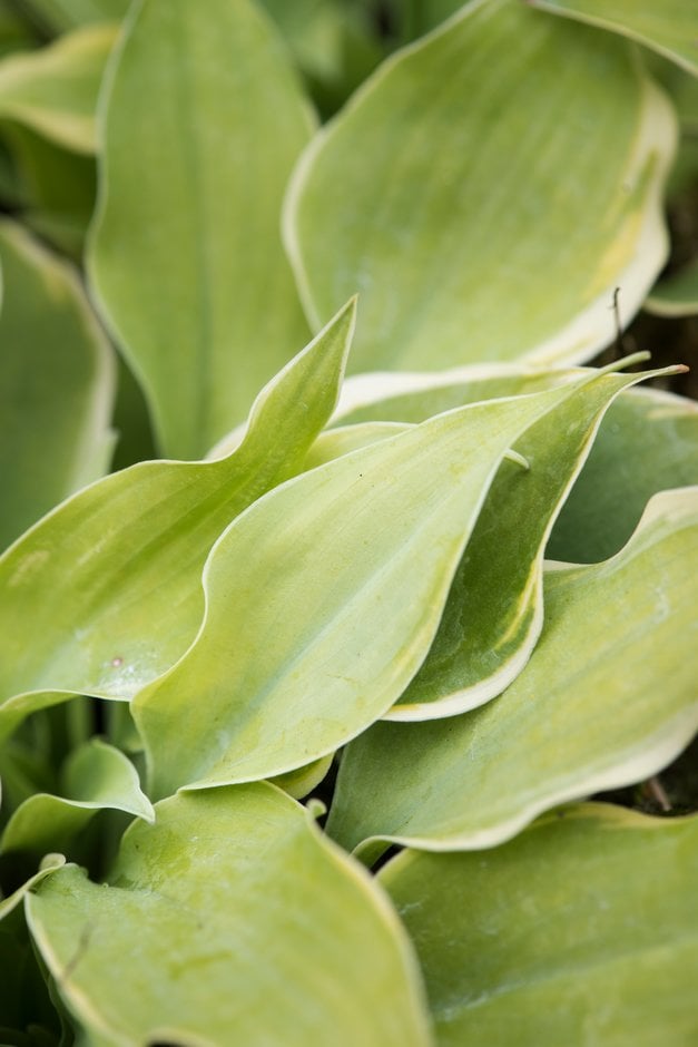 plantain lily 'Lakeside Scamp'
