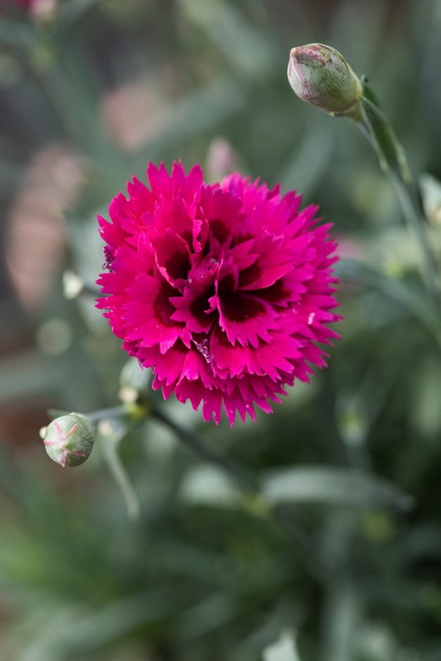 pink 'Starlette'