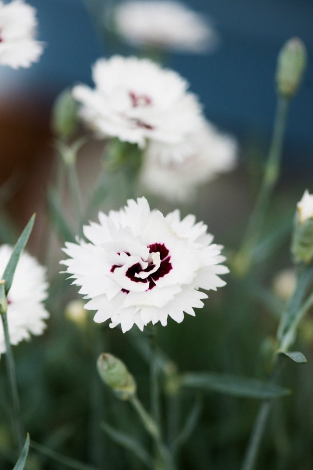 pink [Silver Star]