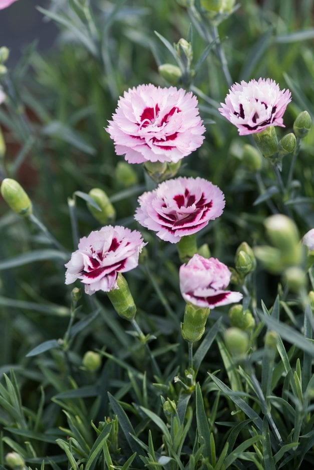 Dianthus &Devon Yolande&PBR (Scent First Series) (p) | pink &Devon ...