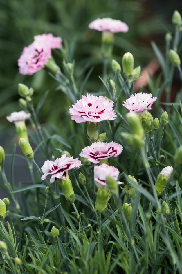 pink 'Devon Yolande'