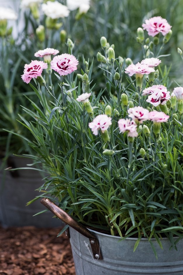 pink 'Devon Yolande'