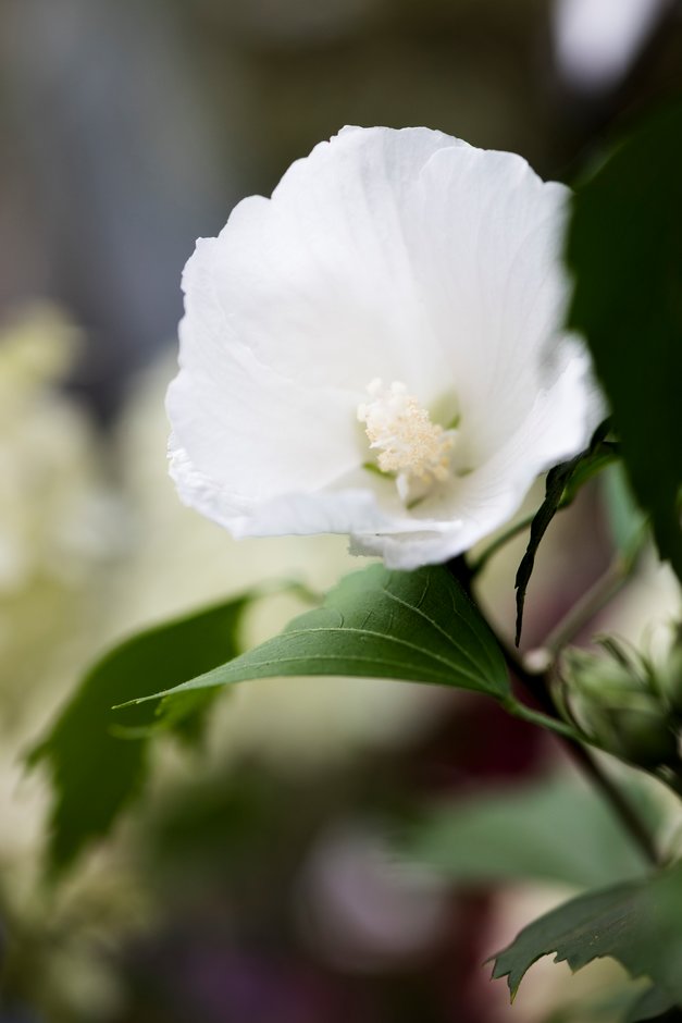 rose of Sharon 'Gandini van Aart'