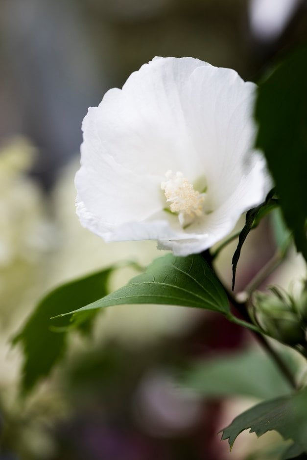 rose of Sharon 'Gandini van Aart'
