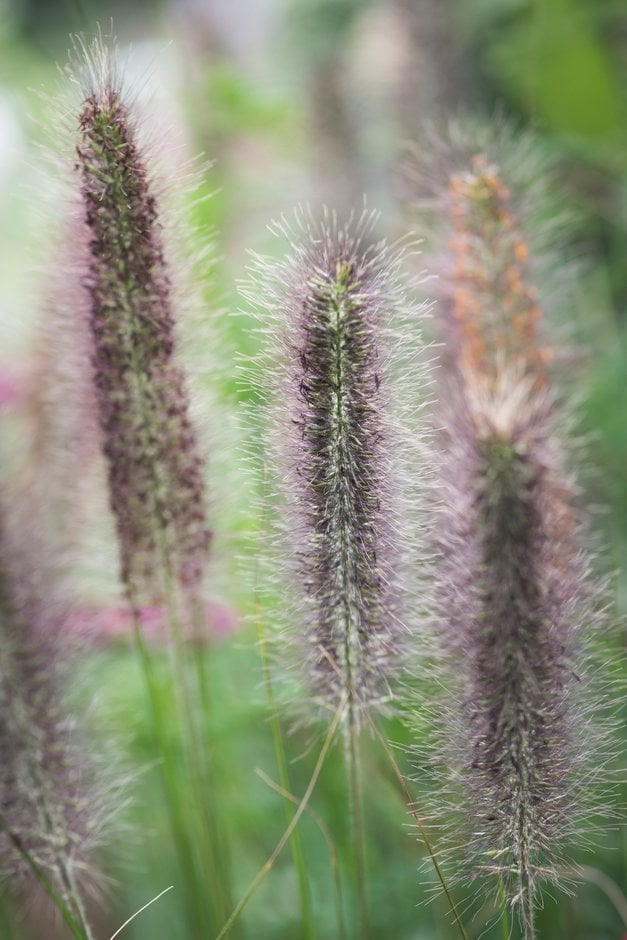 green Chinese fountain grass