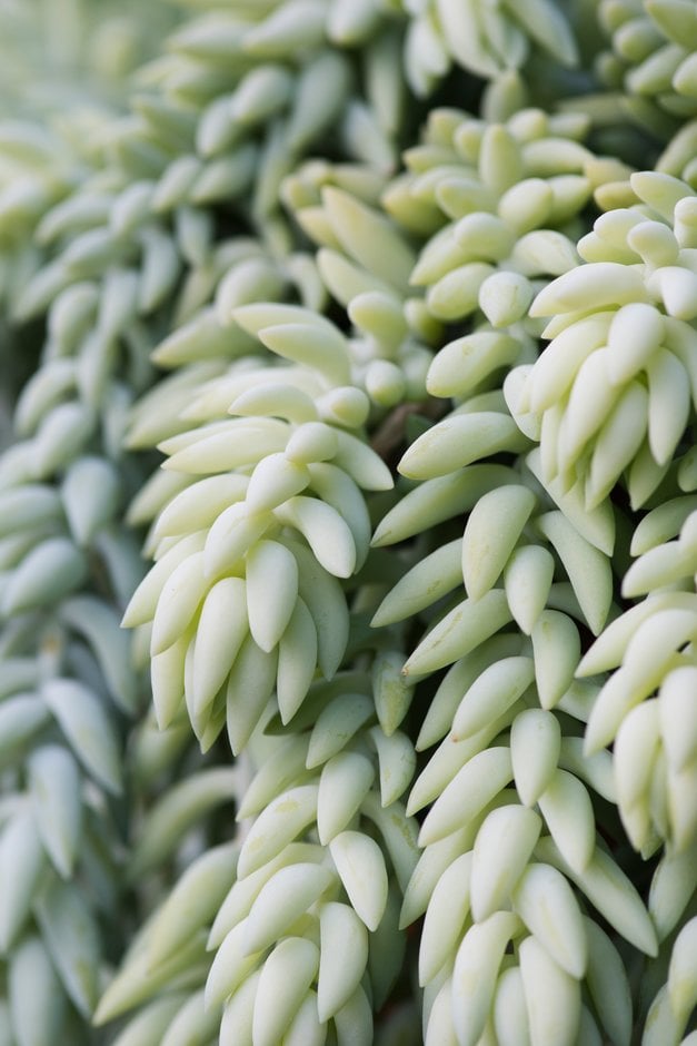 burro's tail