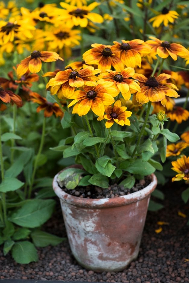 black-eyed Susan [Autumn Colors]