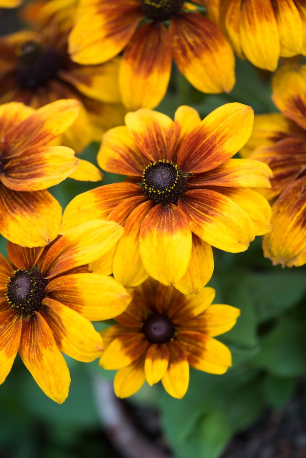 black-eyed Susan [Autumn Colors]