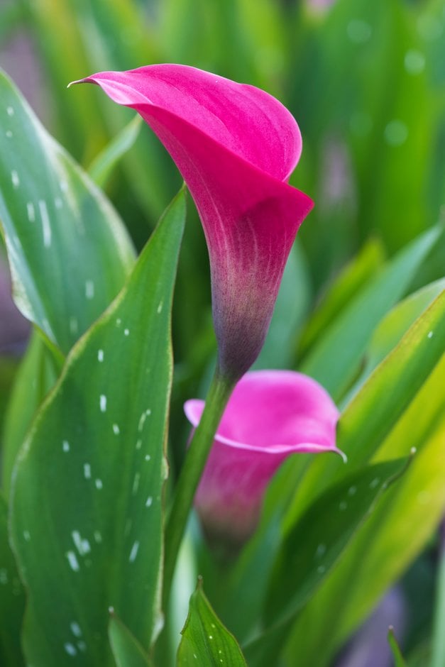 arum lily 'New York'