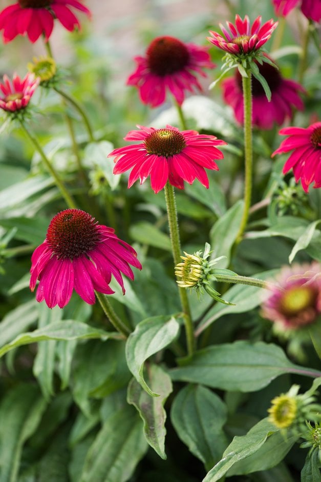coneflower [Sombrero Baja Burgundy]