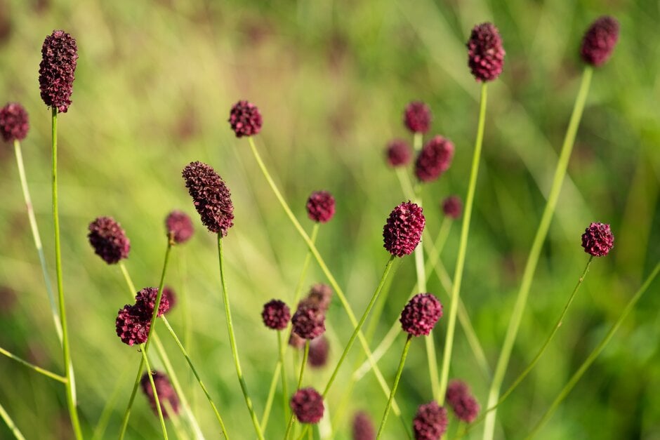 great burnet 'Martin's Mulberry'