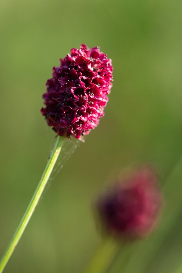 great burnet 'Martin's Mulberry'