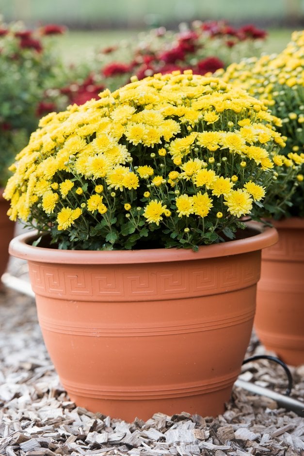 chrysanthemum [Sunny Ursula]