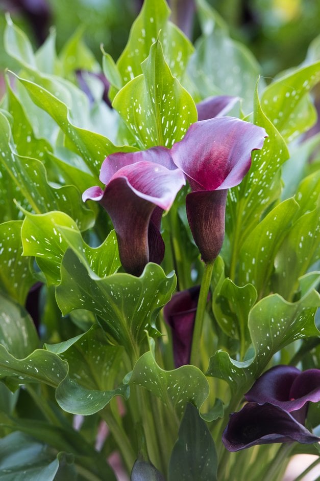 arum lily 'Captain Reno'
