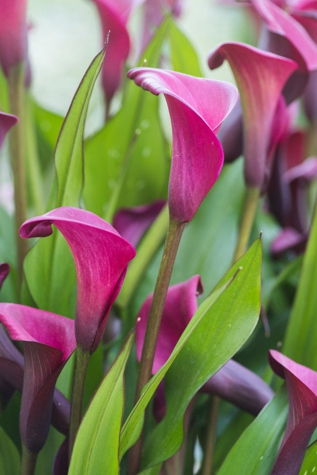 arum lily 'Sumatra'