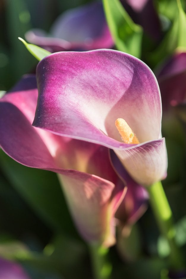 arum lily 'Nashville'