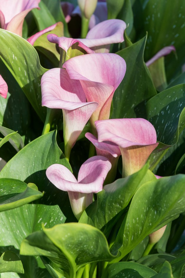 arum lily 'Picasso'