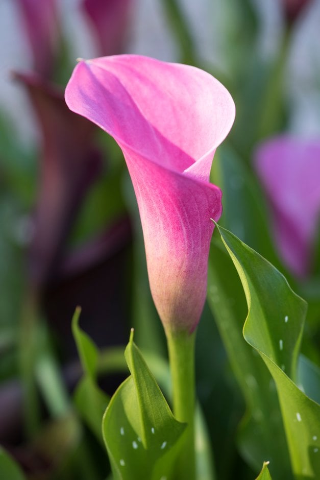 arum lily 'New York'