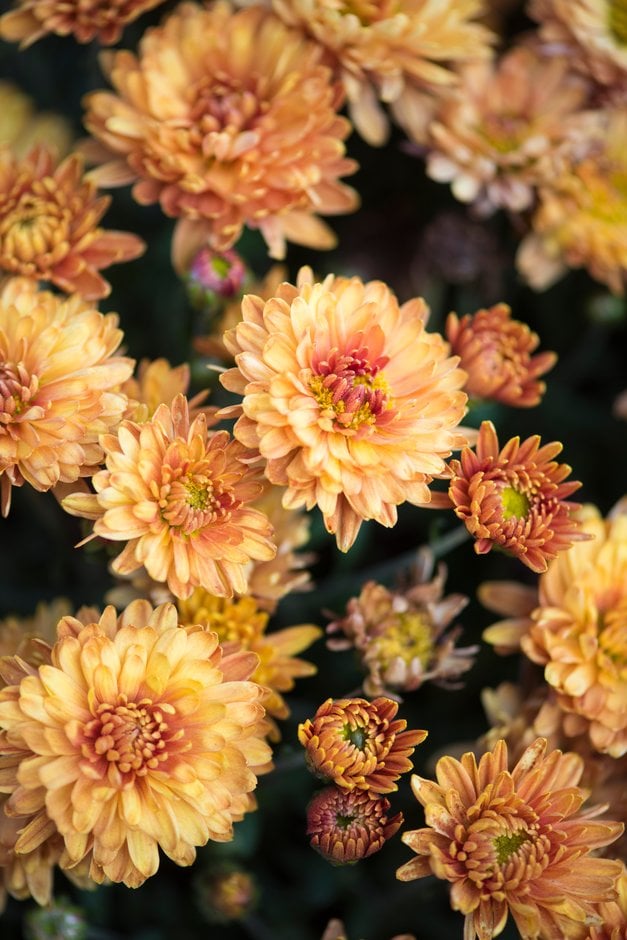 chrysanthemum 'Prelude Apricot'