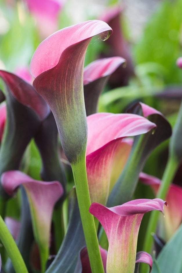 arum lily 'Pink Puppy'