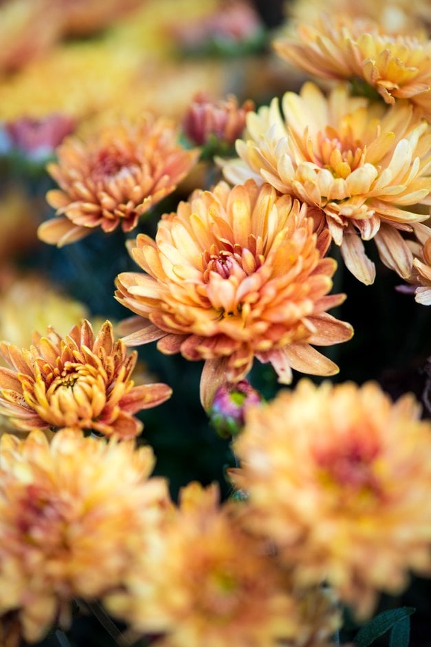 chrysanthemum 'Prelude Apricot'