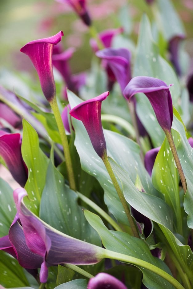 arum lily 'Saigon'