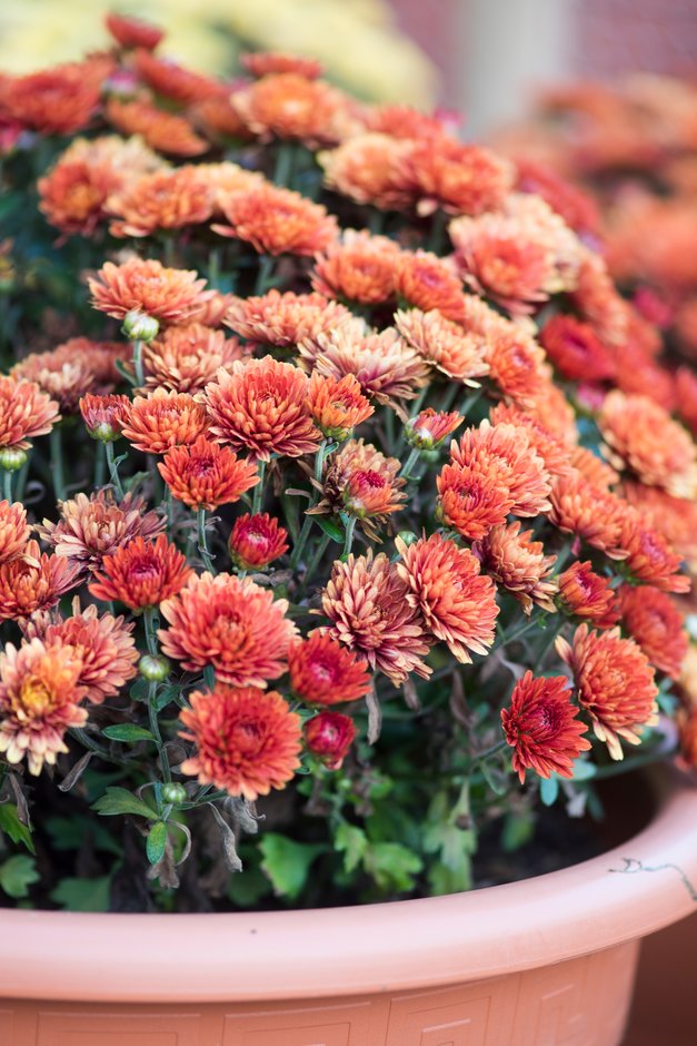 chrysanthemum 'Prelude Autumn Bronze'
