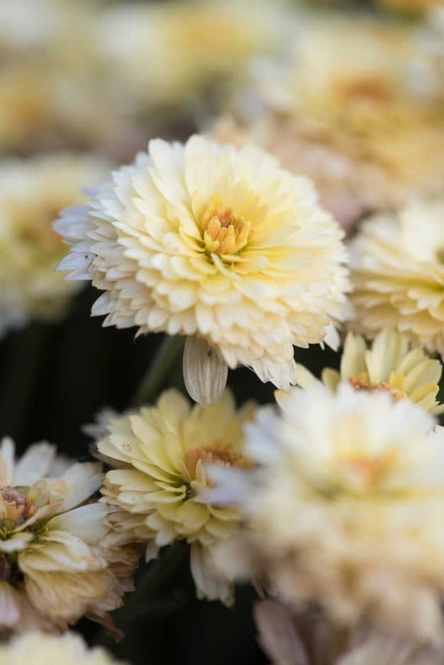 chrysanthemum 'Prelude Popcorn'