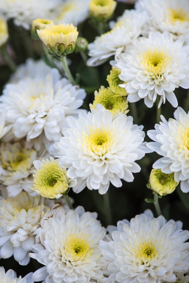 chrysanthemum 'Prelude White'