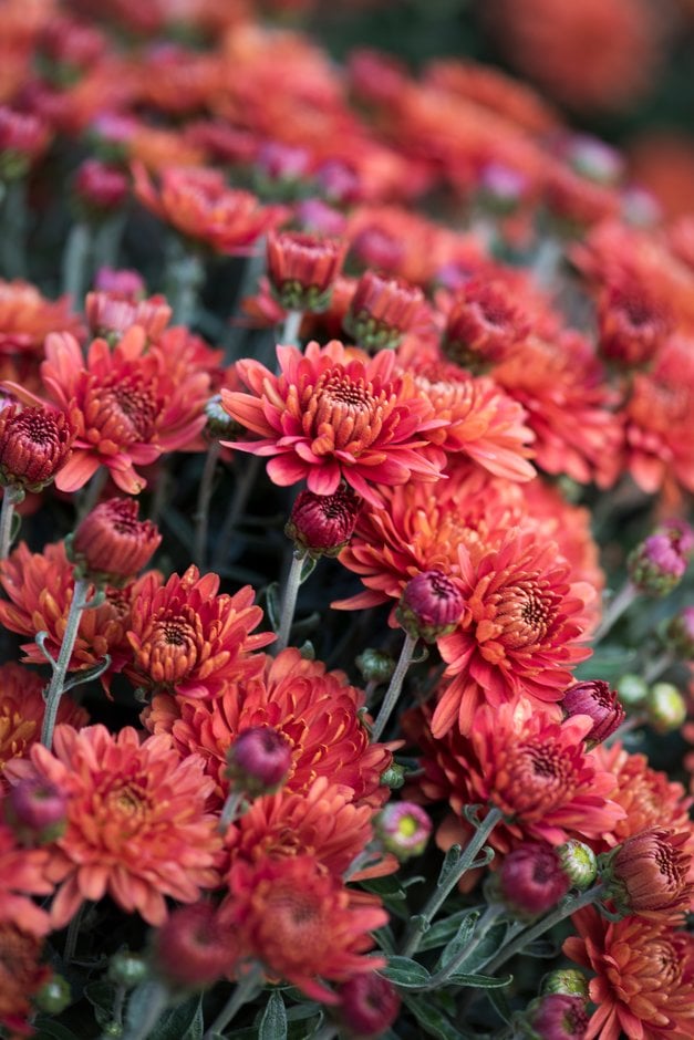 chrysanthemum 'Mezzo Bronze Red'