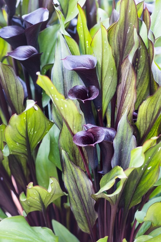 arum lily 'Memories'