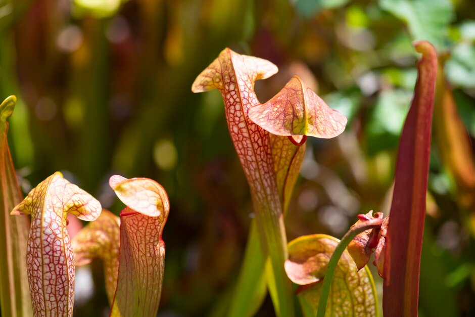 Sarracenia × excellens &Judy& | pitcher plant &Judy& Bogs/RHS