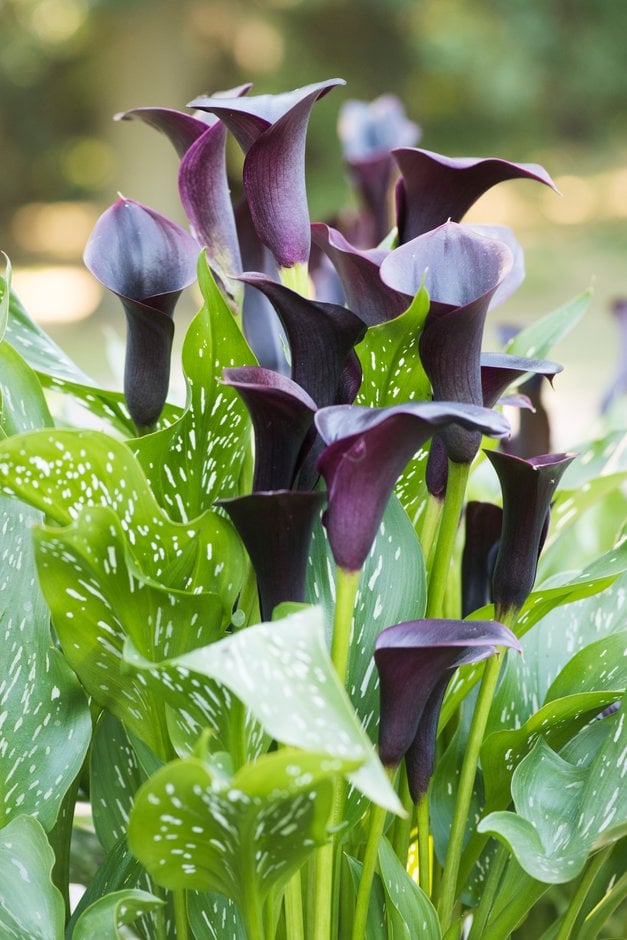 arum lily 'Cantor'