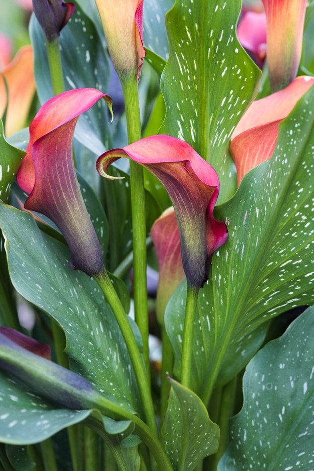 arum lily 'Morning Sun'
