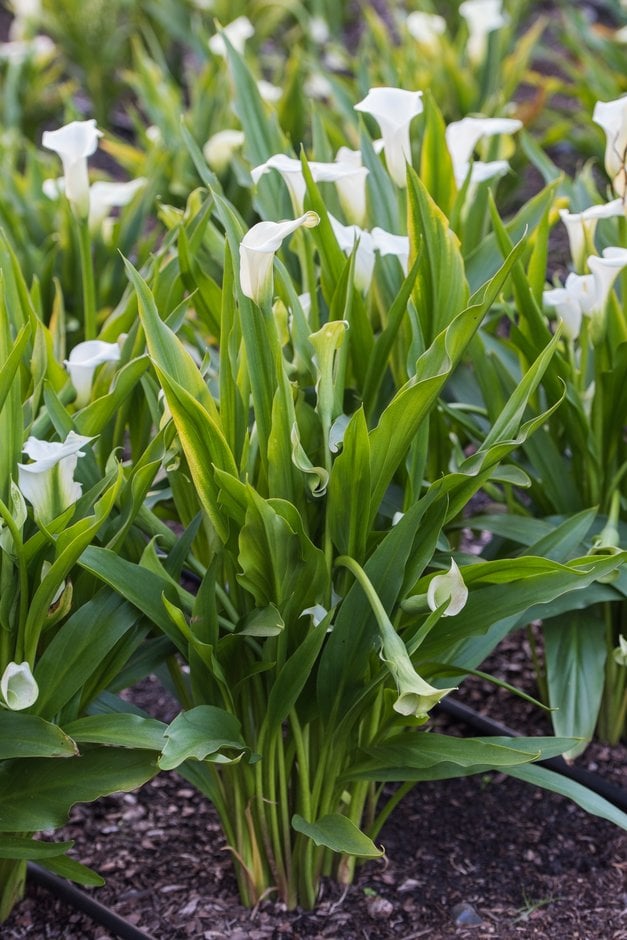 arum lily 'Captain Mirage'