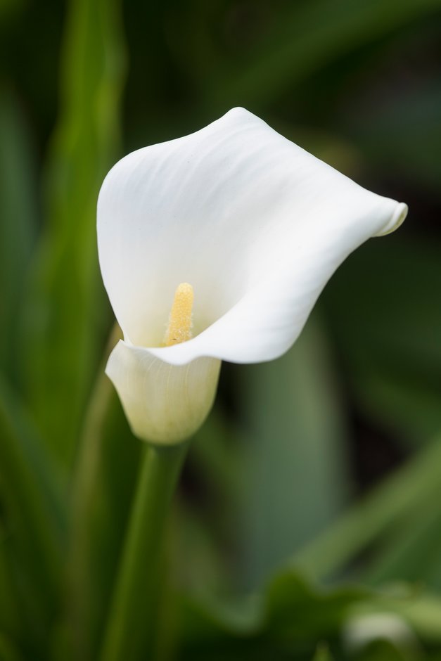 arum lily 'Captain Mirage'