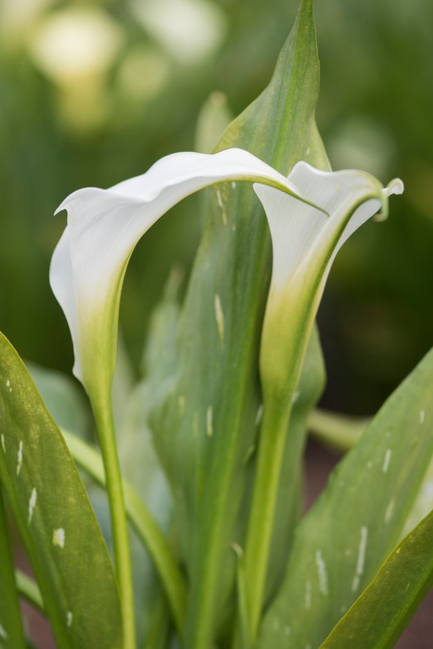 arum lily 'Royal Snowland'