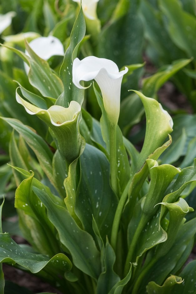 arum lily 'Snow Storm'
