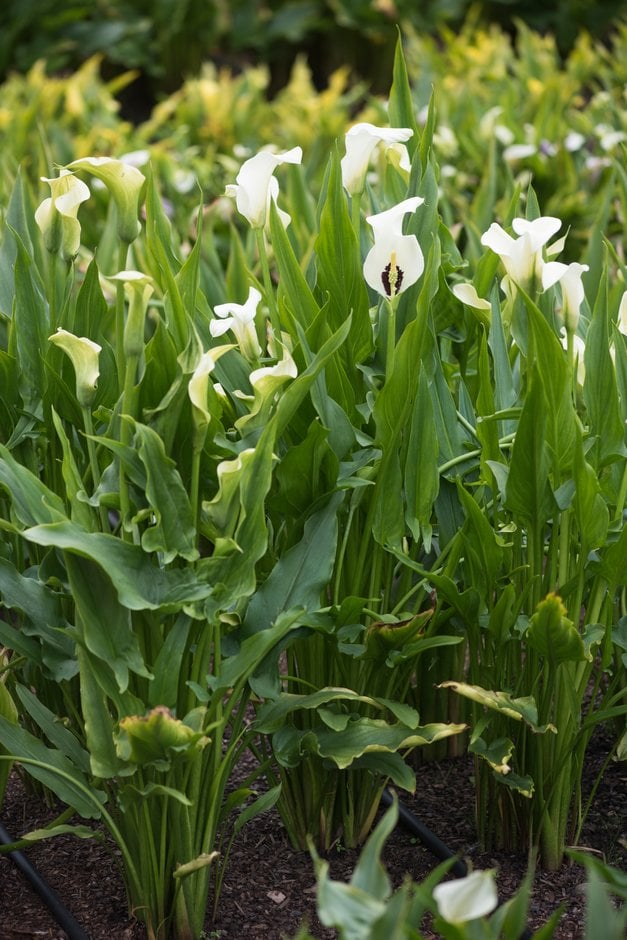 arum lily 'Black Eyed Lady'