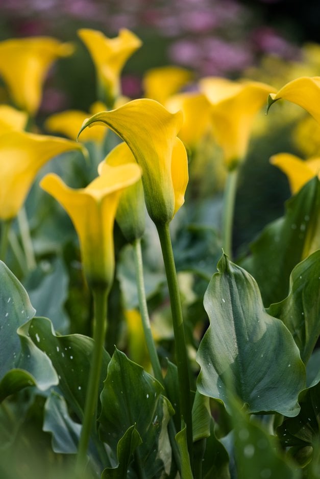 arum lily 'Yelloween'