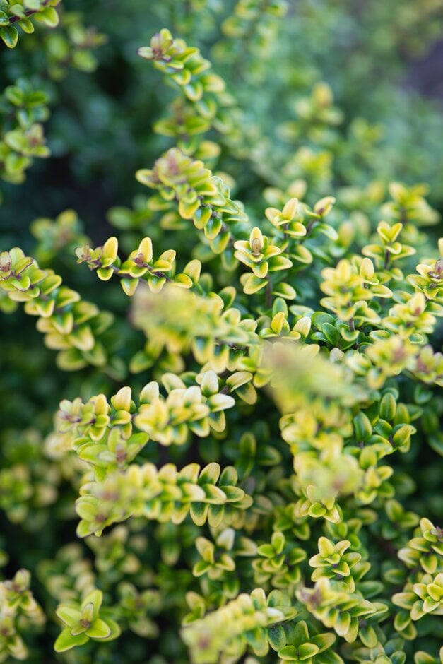 honeysuckle 'Twiggy'