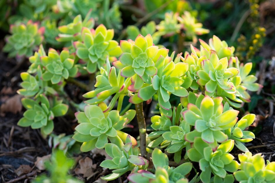 Palmer's stonecrop