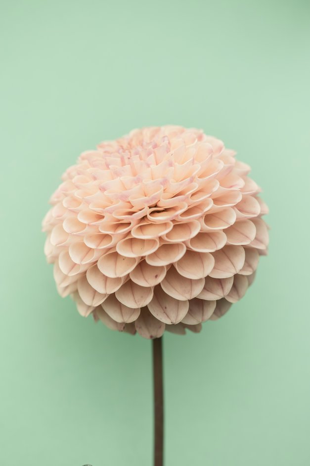 dahlia 'Jodie Wilkinson'