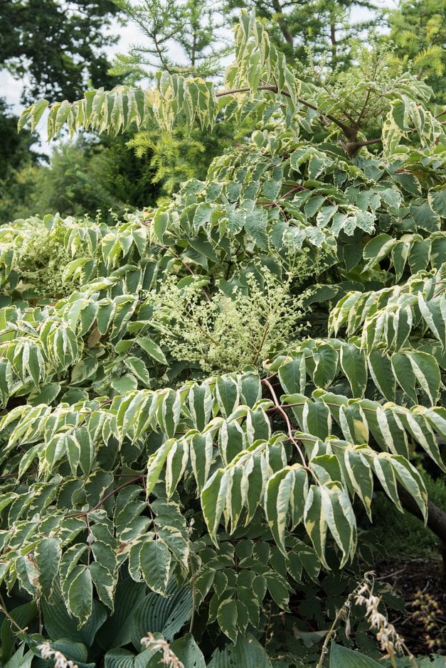 angelica tree 'Aureovariegata'