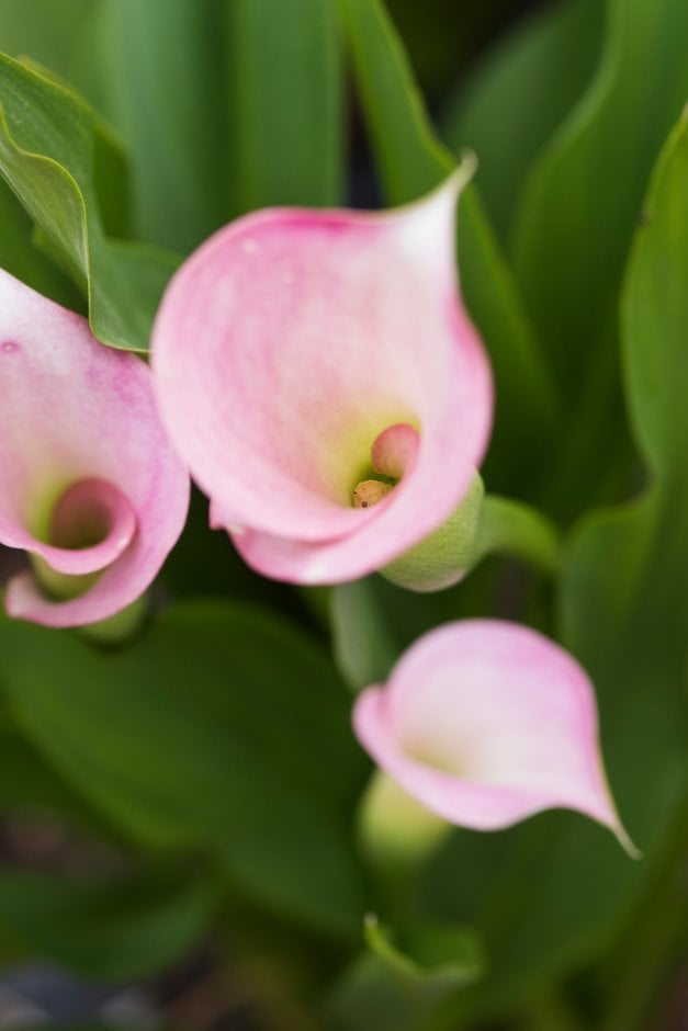 arum lily 'Crystal Blush'