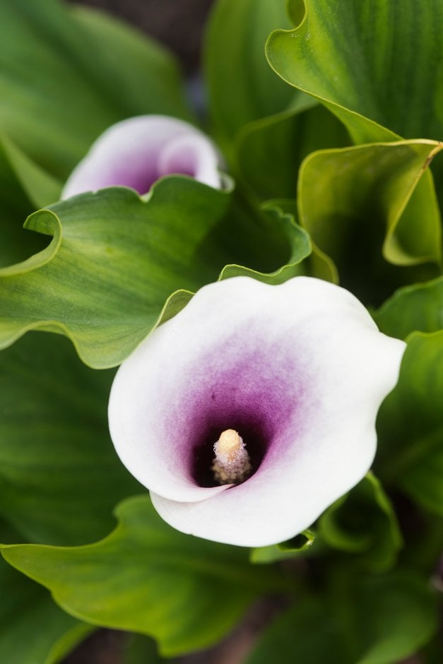 arum lily 'Butter Queen'