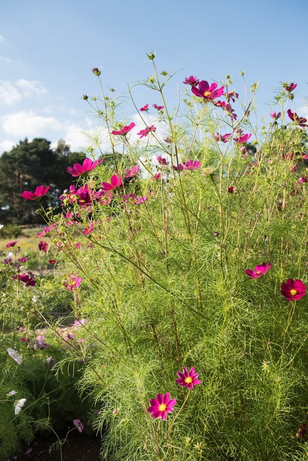 cosmea 'Dazzler'