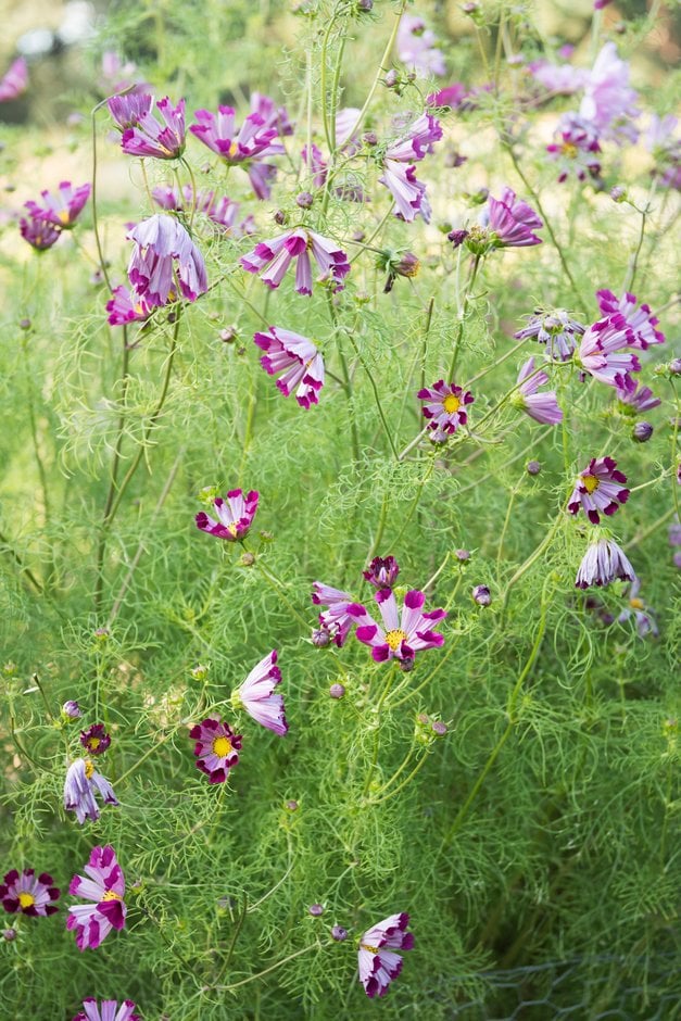 cosmea 'Pied Piper'